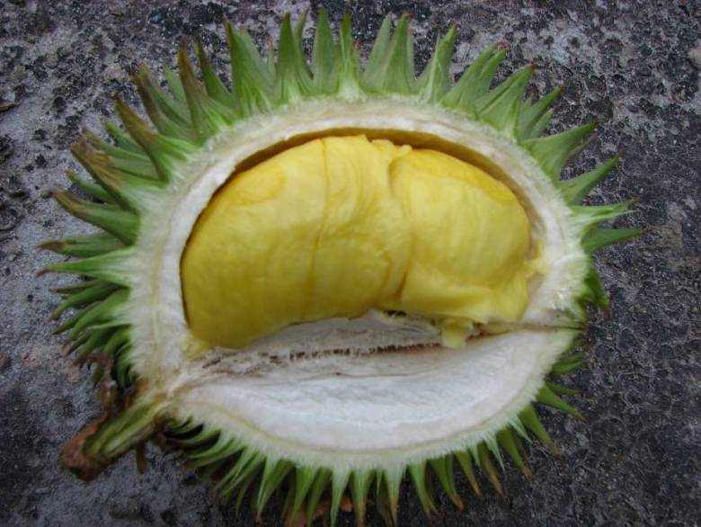 Krantungan, Buah yang Mirip Durian Muda