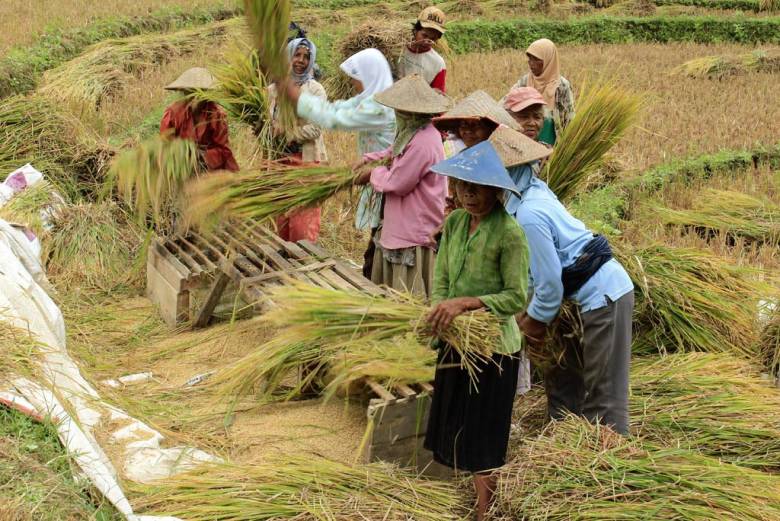 Pertanian Urat Nadi Pembangunan Berkelanjutan Khas Indonesia