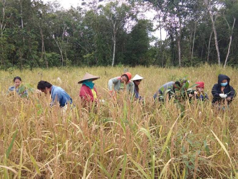 ‘Bulih Padi’ sebagai Bentuk Taat Adat sekaligus Berkat