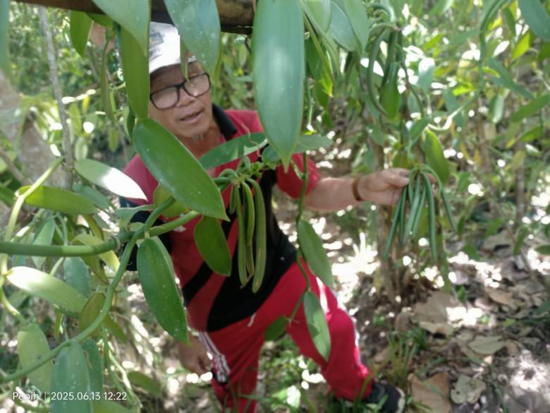 Ladang Vanila Organik Jen Alang di Perbatasan