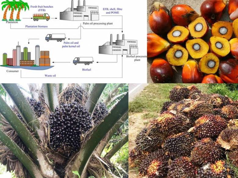 SAWIT | Dari Fosil ke Biofuel